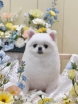 버디퍼피 반려견미용실