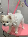 토브네 펫살롱
