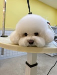 아몽