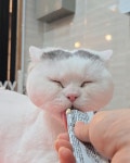 뜰안에냥