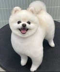 스타도그
