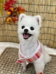 놀러오개 애견유치원 애견호텔 모현점