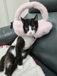 웅이네 애견샵