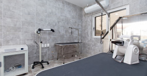 더스테이골드독