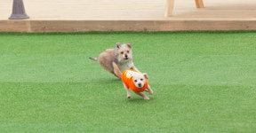 더스테이골드독