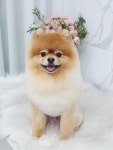 퍼피쌀롱 애견미용실