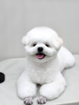 리틀포우