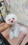 웅이네 애견샵