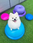 놀러오개 애견유치원 애견호텔 모현점