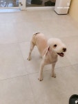 그린펫그루밍