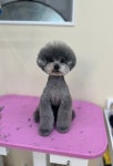 몽실몽실살롱