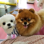 애견호텔 안녕,댕댕아
