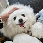 애견호텔 안녕,댕댕아