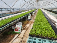 고운연아네딸기농장