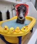 댕블랑 애견미용 & 애견호텔