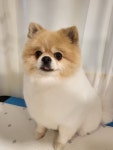 단아한펫