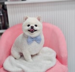 블루퍼피애견샵