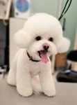 루체펫