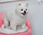 블루퍼피애견샵
