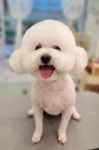 루체펫