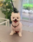 루체펫