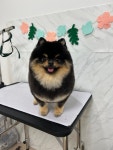 하이댕냥