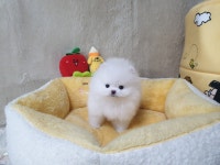 광주강아지분양 고양이분양 펫왕국