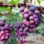 달콤포도농장