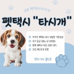 펫택시 타시개