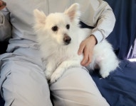 7942펫택시