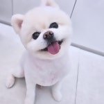 힐스 펫살롱