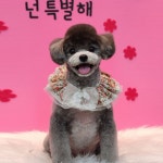 펫코스