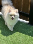 화명동 애견미용 강아지유치원 하이그룸
