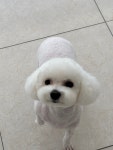 댕 그루밍