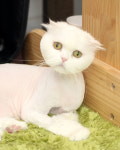 강남고양이호텔 미용 츄캣