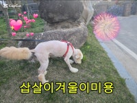 사랑할개