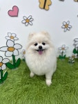 댕댕이발소