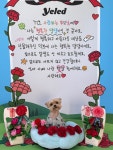 옐레드 애견유치원&애견호텔 부산용호점