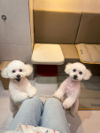 펄세이 도그 그루밍 강남삼성동본점