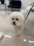 댕 그루밍