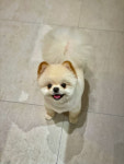 펄세이 도그 그루밍 강남삼성동본점
