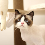 고양이호텔 미용 살롱드야옹 논현