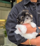 부산강아지분양 유독