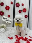 젤리펫살롱with아로마