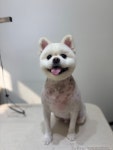멍이댕이 펫미용