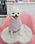 블루퍼피애견샵