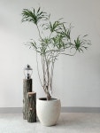 캠플랜트