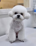 핑크펫미용실