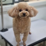 핑크펫미용실