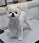 핑크펫미용실